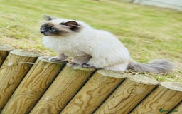 Ragdoll cats for sale: Beautiful 9 month blue point ragdoll for rehoming  - Image 3