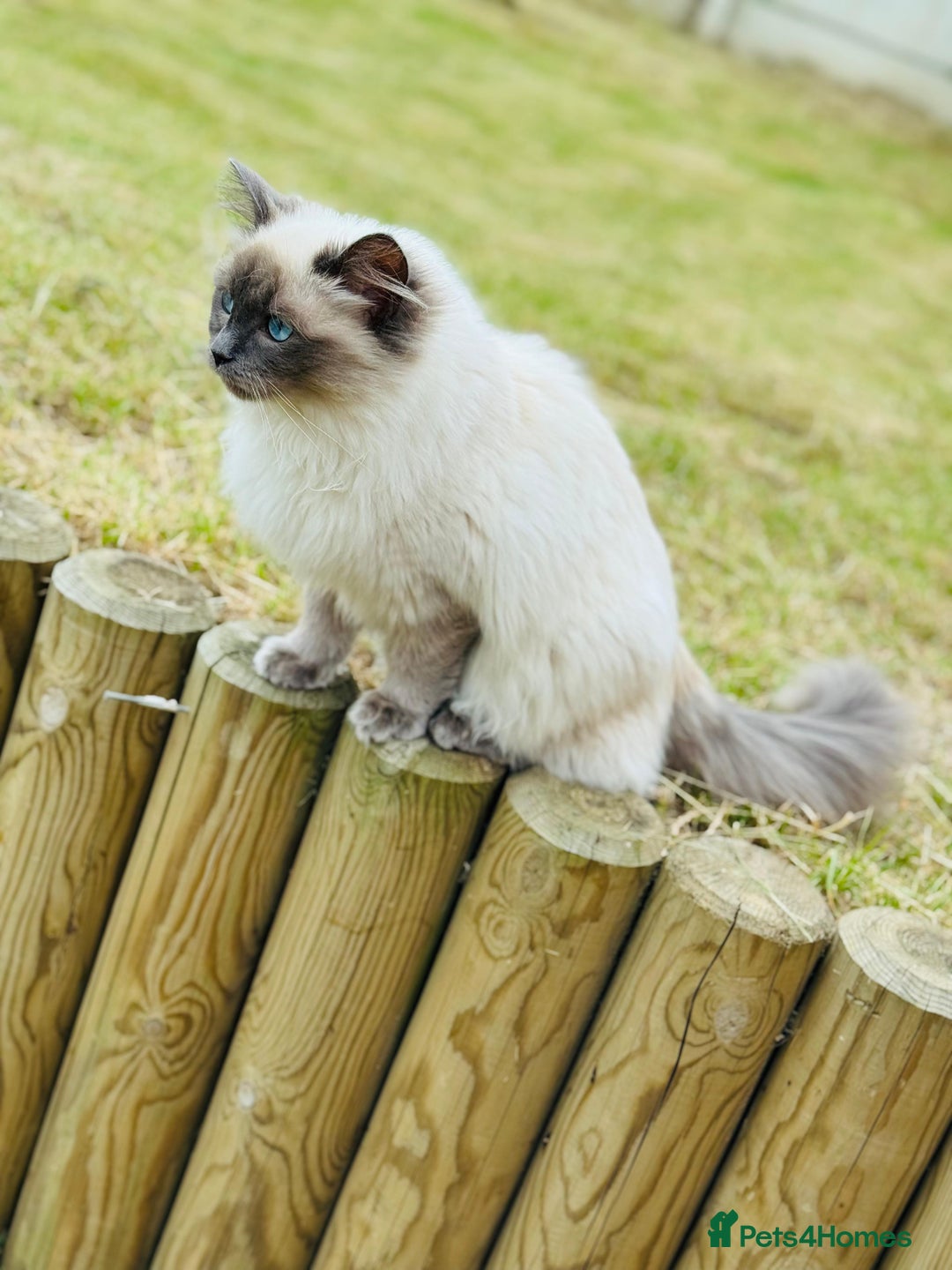 Ragdoll cats for sale: Beautiful 9 month blue point ragdoll for rehoming  - Image 3