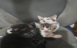 British Shorthair cats for sale: 3 Lovely Kittens Looking for their forever homes  - Image 1