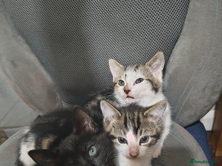 British Shorthair cats - Advert 1