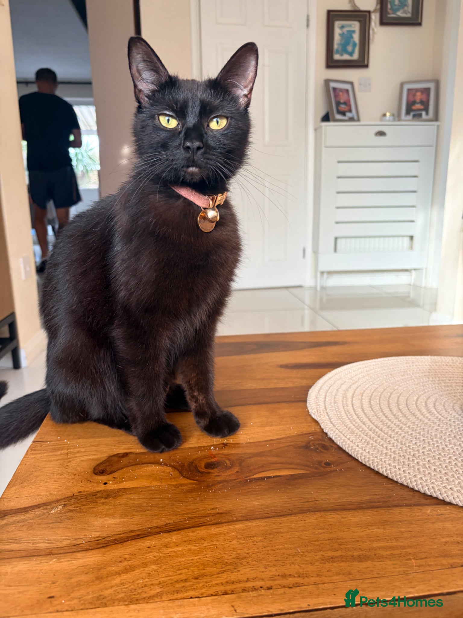 Mixed Breed cats for sale: Gorgeous Dilute Tortoiseshell Fluffy Kitten - Advert 2