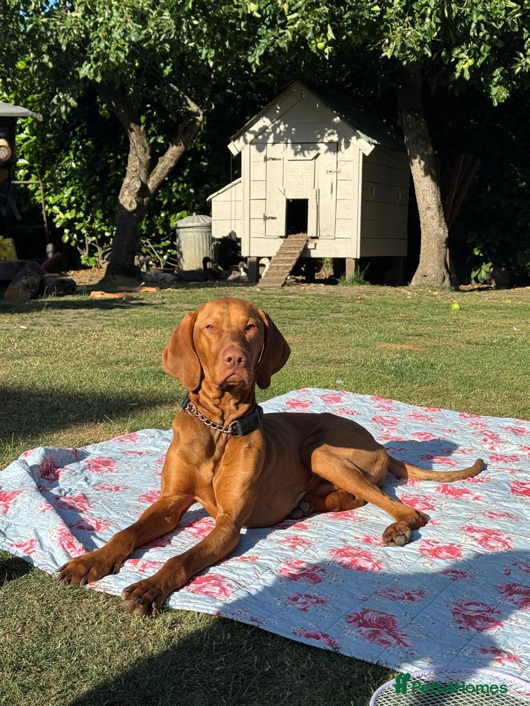 Hungarian Vizsla dogs for sale: Hungarian Vizsla  - Advert 22