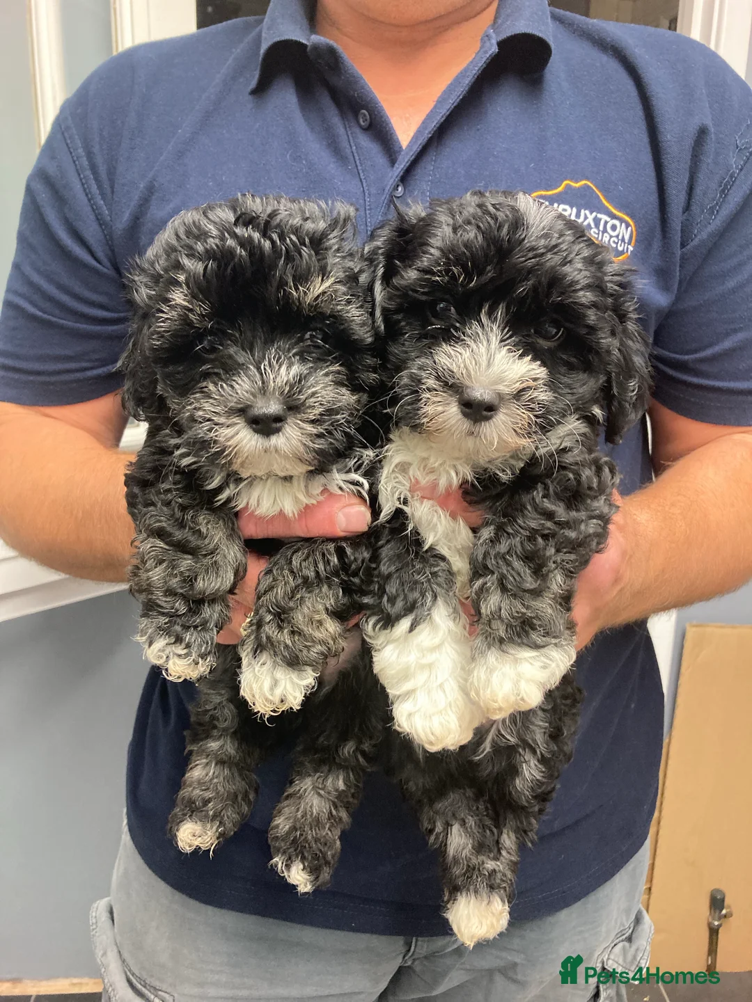 Maltese dogs for stud: Gorgeous Maltese At STUD in Coventry - Advert 12