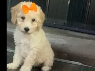 Labradoodle dogs Miniature Labradoodle - Advert 5