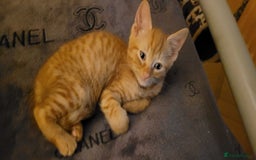 American Shorthair cats for sale: 5 Adorable Tabby/Ginger Kittens Looking For Homes - Image 3
