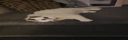 Scottish Fold cats for sale: Rare Scottish Fold cats in London - Advert 6