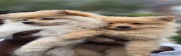 Pomeranian dogs for sale: 🐾 Beautiful Home-Raised Pomeranian Puppies   - Advert 17