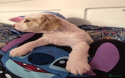 Mixed Breed dogs for sale: Cocker Spaniel Puppies – 4 Weeks Old - reserve now - Advert 34