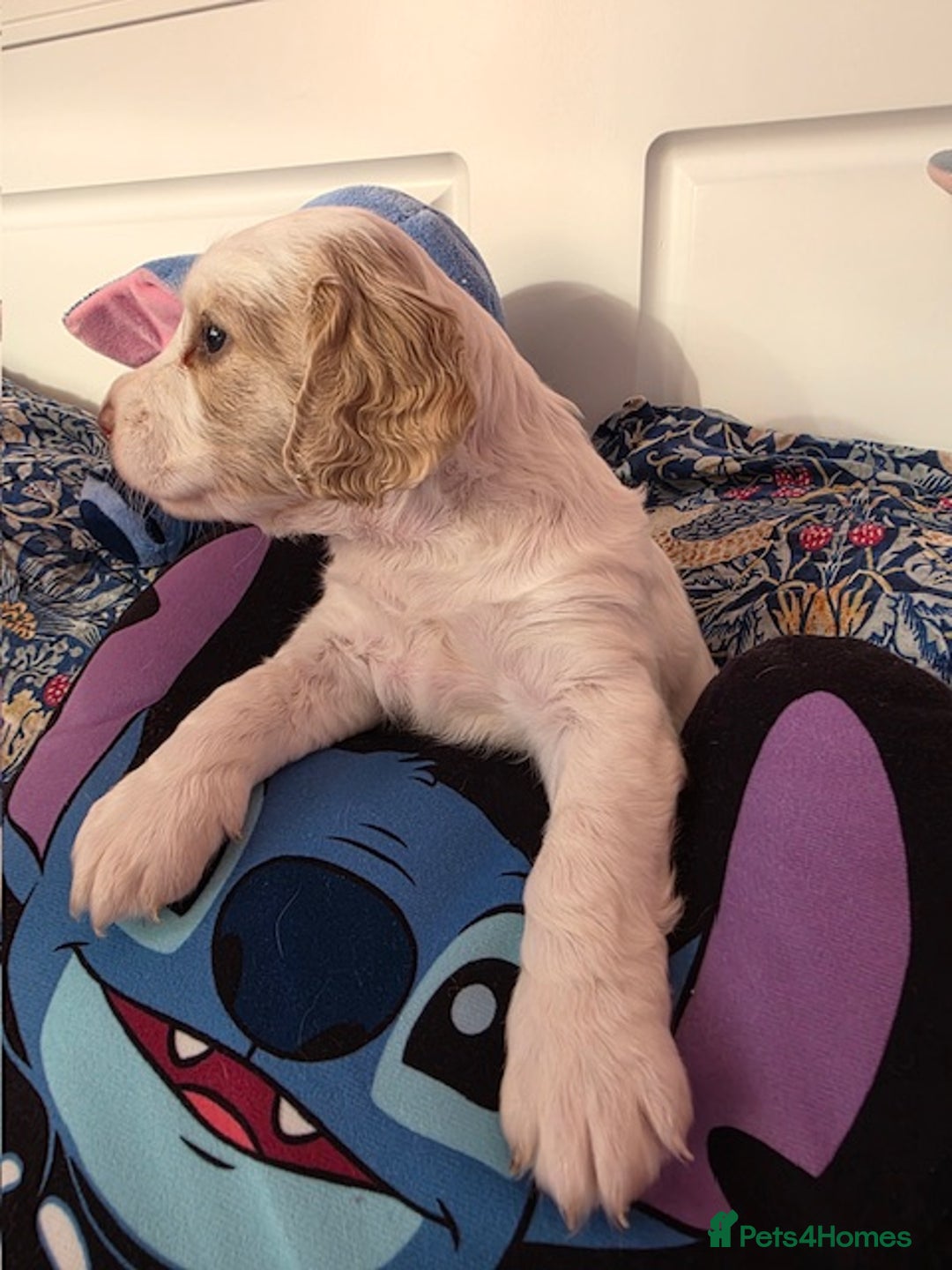 Mixed Breed dogs for sale: Cocker Spaniel Puppies – 4 Weeks Old - reserve now - Advert 34