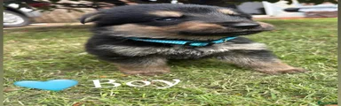 German Shepherd 5