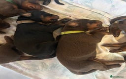 Dobermann dogs for sale: Dobermann puppies Champion bloodline, kc reg - Image 4