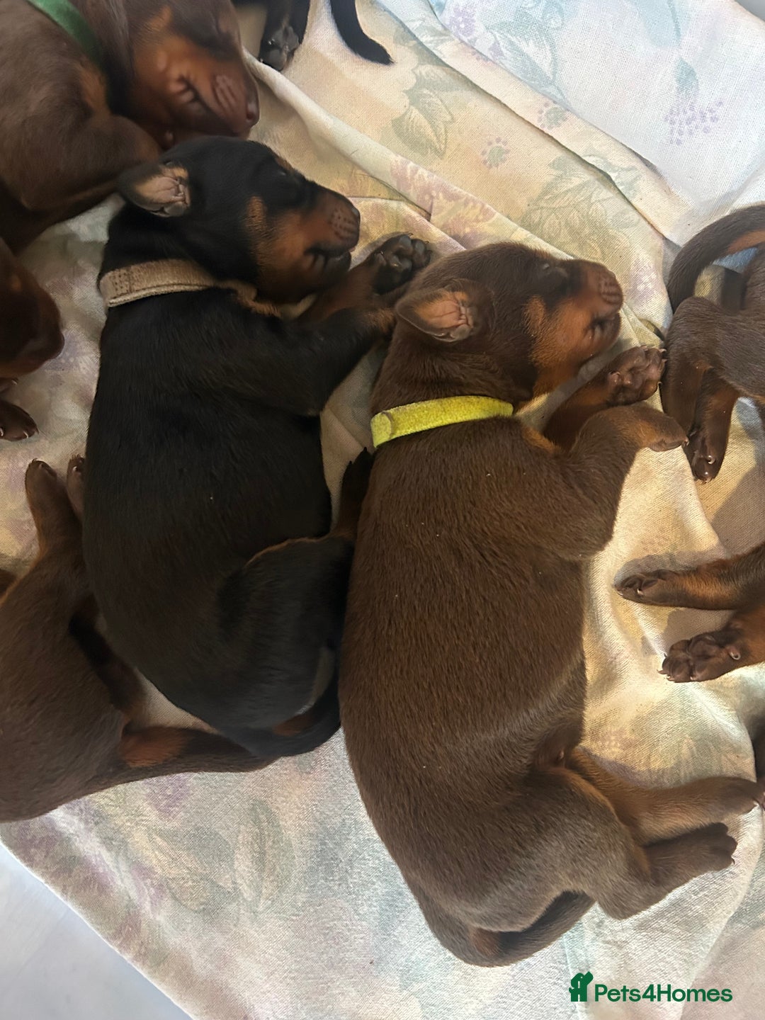 Dobermann dogs for sale: Dobermann puppies Champion bloodline, kc reg - Image 4