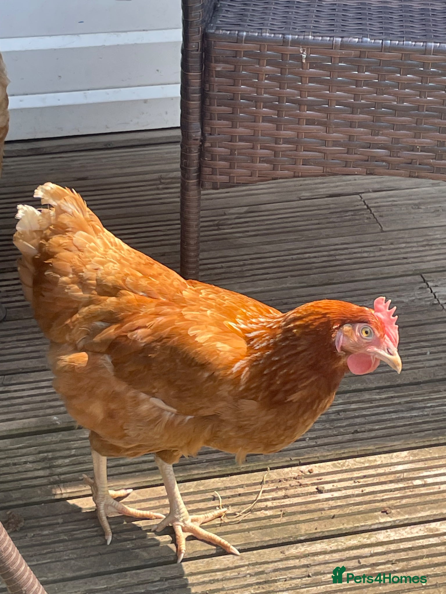 Hens poultry 3 Laying hens - Advert 6