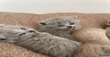 British Shorthair cats - Advert 8