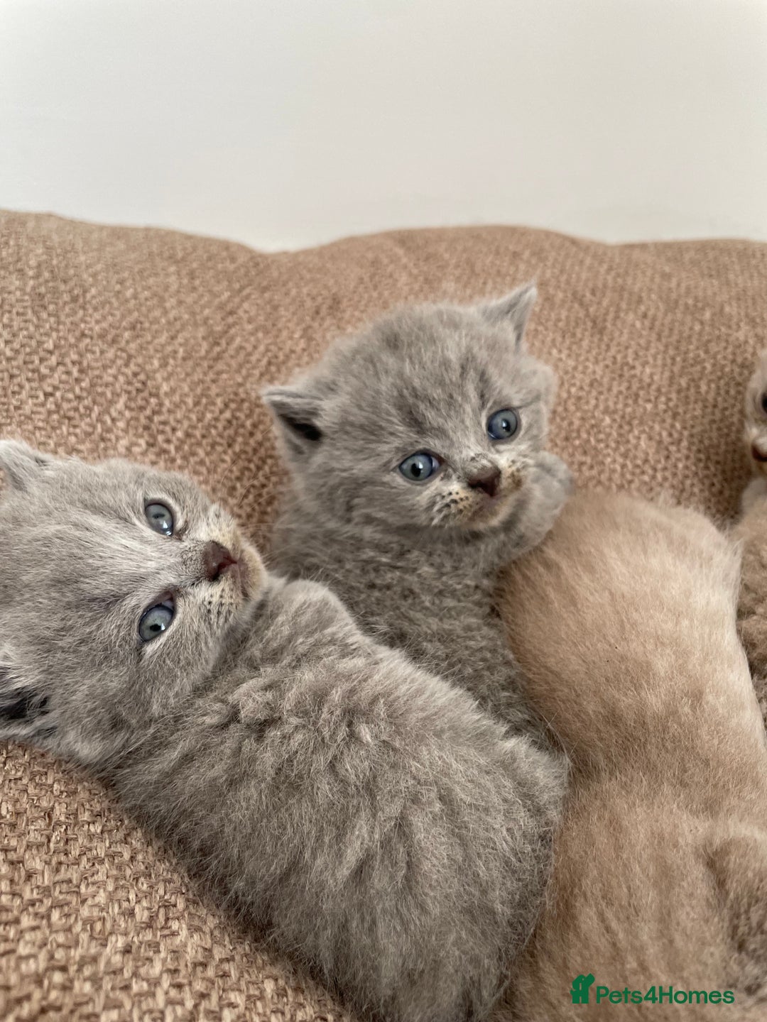 British Shorthair cats for sale: BRITISH SHOR HAIR BLUE - Image 2