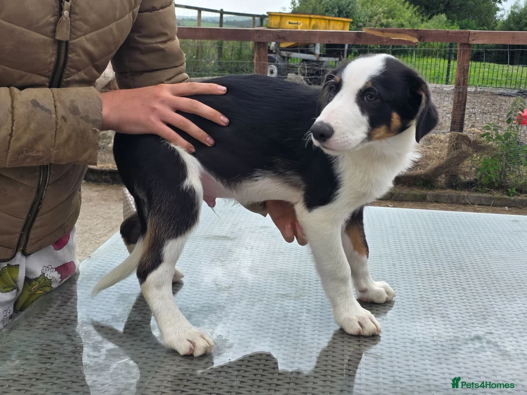 Border Collie dogs for sale: 3 stunning border collie pups - Advert 9