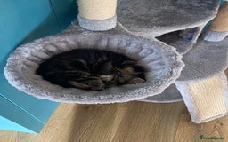 Ragdoll cats for sale: Ragdoll Cross Kittens – £300 each - Image 15