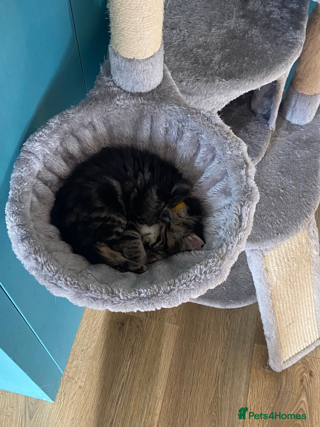 Ragdoll cats for sale: Ragdoll Cross Kittens – £300 each - Image 15