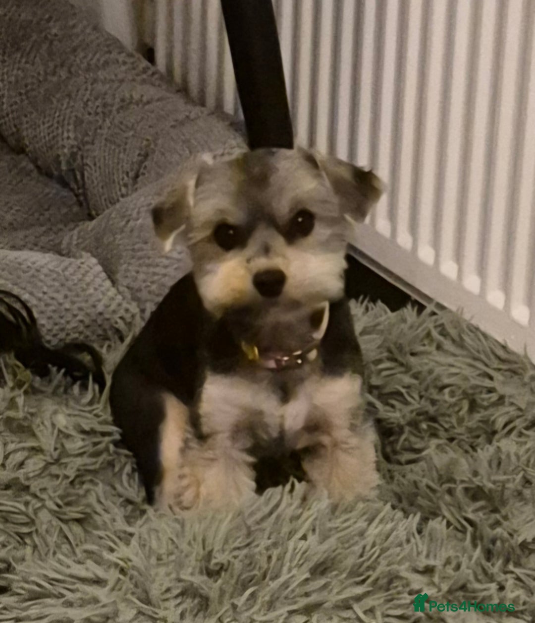 Yorkshire Terrier dogs for sale: Yorkshire terrier  - Advert 3