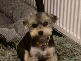 Yorkshire Terrier dogs Yorkshire terrier - Advert 4