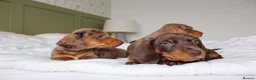 Miniature Dachshund dogs for sale: Miniature Dachshund puppies  - Advert 8