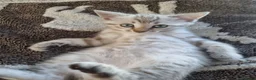 Bengal cats for sale: Snow Leopard Bengal Kitten - Advert 3