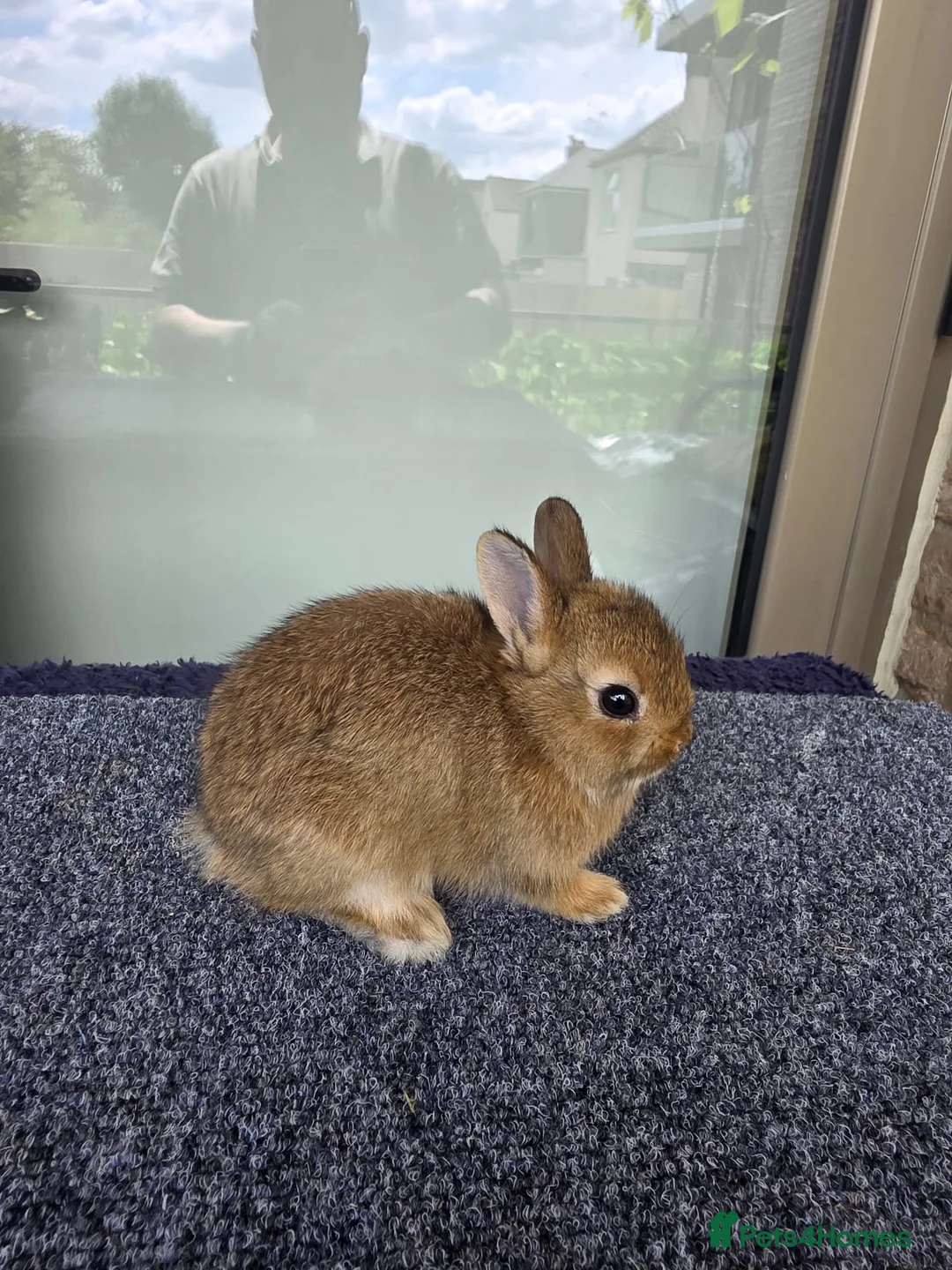 Netherland Dwarf rabbits for sale: Netherland dwarf  - Advert 2