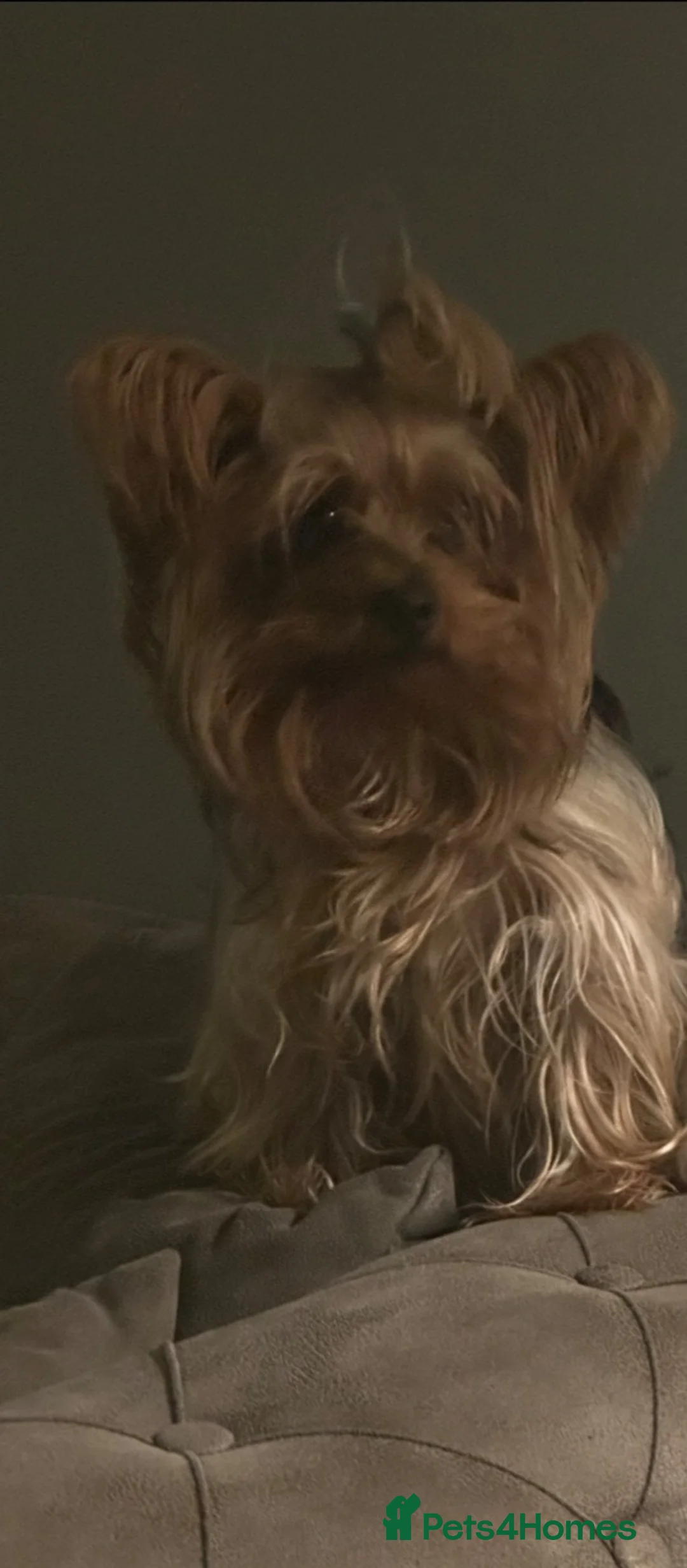 Yorkshire Terrier dogs for sale: Looking for a caring home (free) - Advert 2