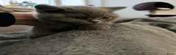British Shorthair cats for sale: British shorthair kittens LAST BOY  - Advert 6