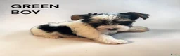 Biewer Terrier dogs for sale: biewer terriers  - Advert 2