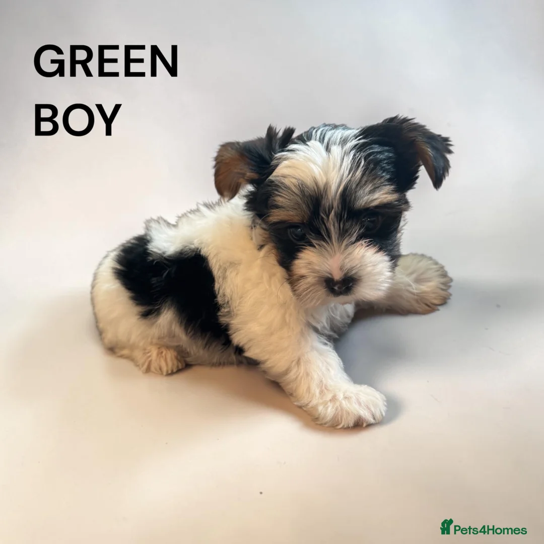 Biewer Terrier dogs for sale: biewer terriers  - Advert 2