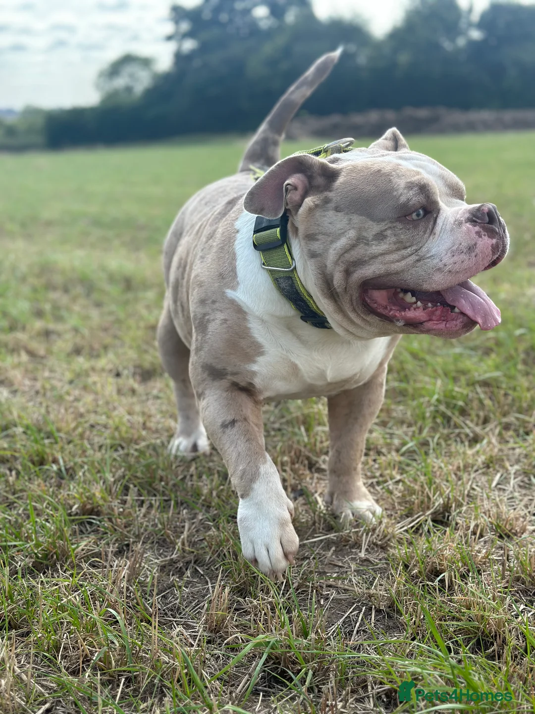 American Bully dogs for stud: Merle ABKC american pocket bully stud in Leicester - Advert 8