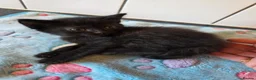Russian Blue cats for sale: Russian blue x bengal black charcoal male female  - Advert 19