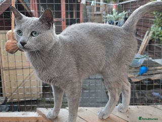 Russian Blue cats - Advert 9