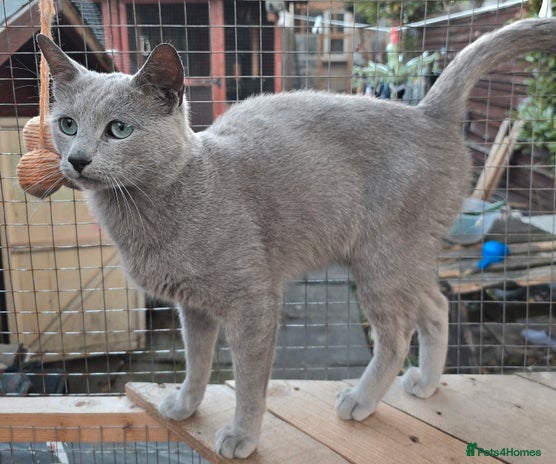 Russian Blue cats STUD Russian Blue CHAMPION GCCF & TICA - Advert 6