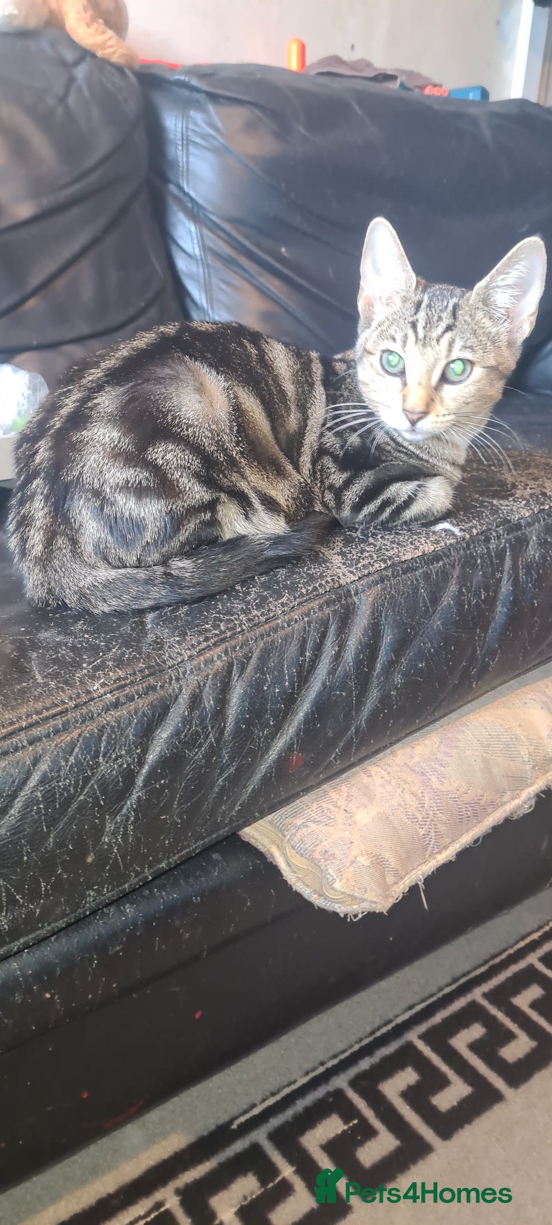 Bengal cats for sale: Mixed bengal kittens   - Image 38