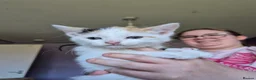 Mixed Breed cats for sale: 5 girls and one boy kitten - Advert 4