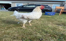 Chickens poultry for sale: 2 x Cockerels for sale - Image 3