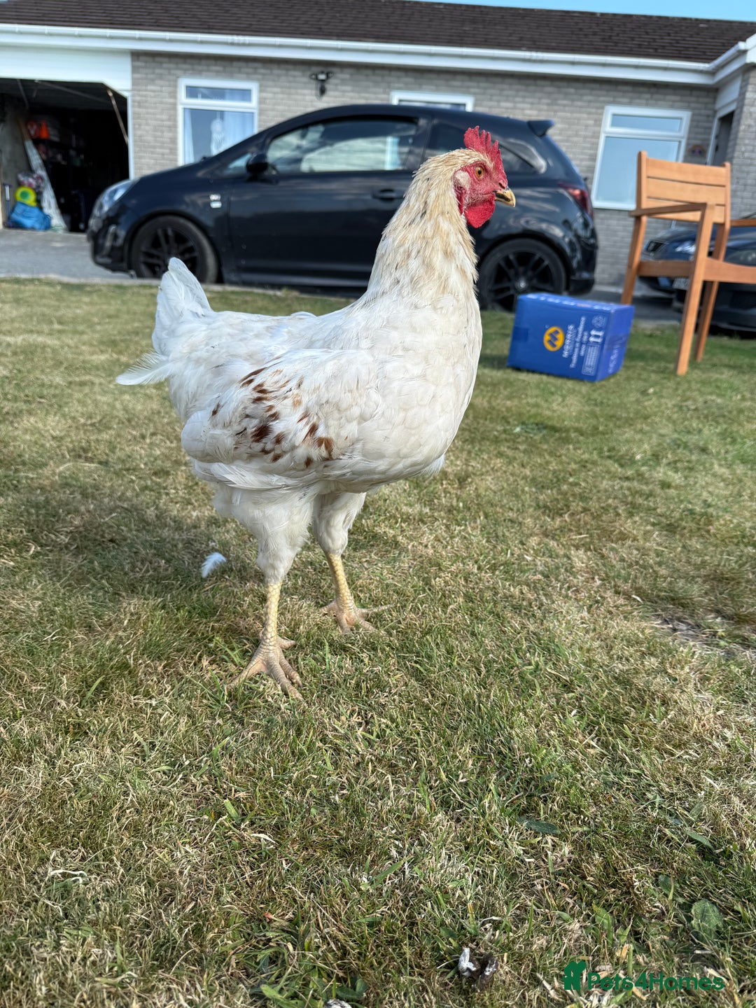 Chickens poultry for sale: 2 x Cockerels for sale - Image 3