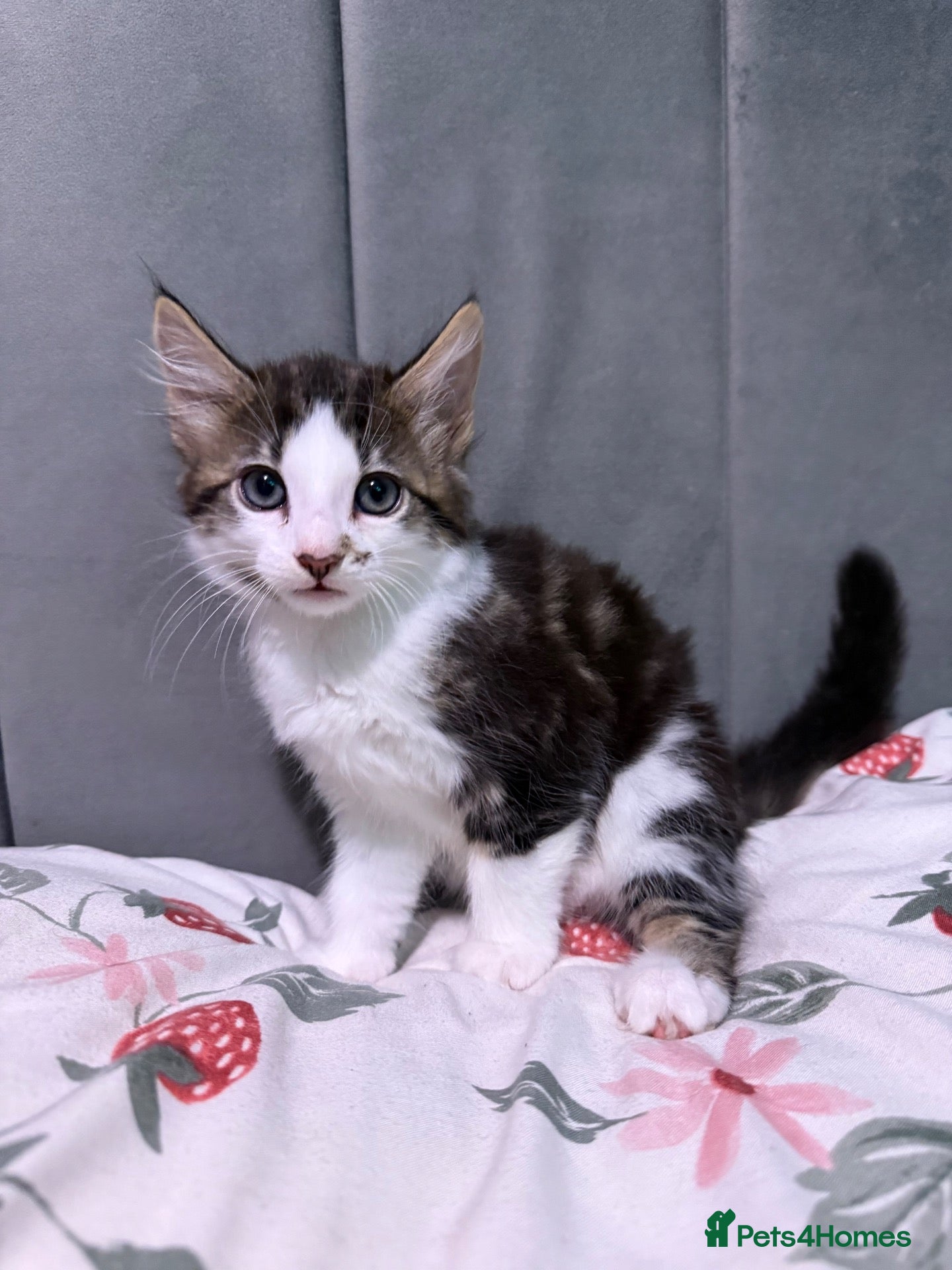Mixed Breed cats 3 beautiful boys  - Advert 7