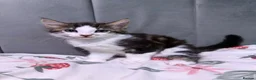 Mixed Breed cats for sale: 3 beautiful boys  - Advert 1