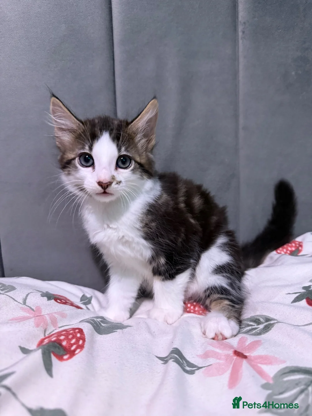 Mixed Breed cats for sale: 3 beautiful boys  - Advert 1