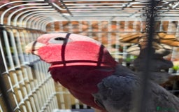 Parrots birds for sale: BuBu The Galah with full set up 1500 ono - Image 8