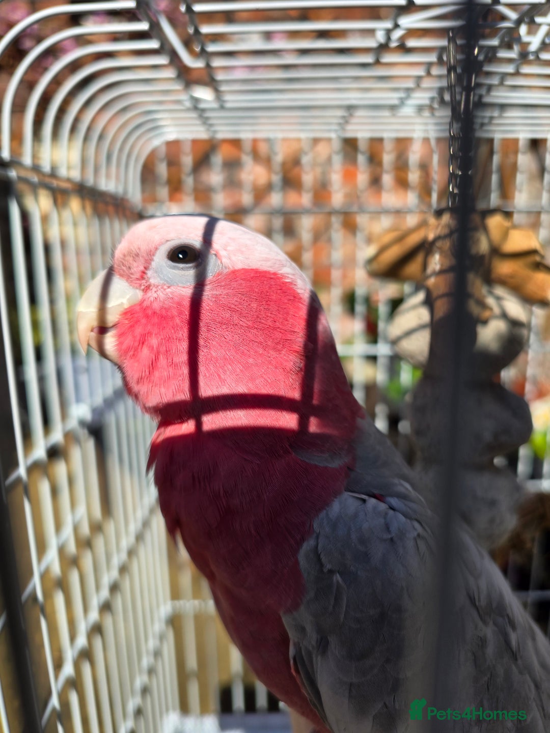 Parrots birds for sale: BuBu The Galah with full set up 1500 ono - Image 8