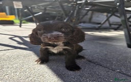 Cocker Spaniel dogs for sale: Show cocker spaniels  - Image 10