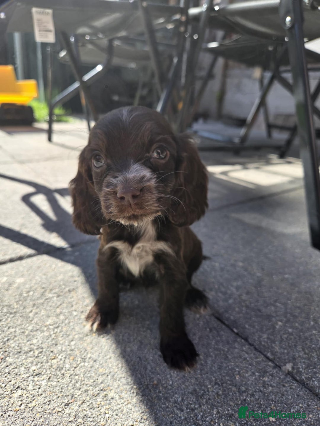 Cocker Spaniel dogs for sale: Show cocker spaniels  - Image 10