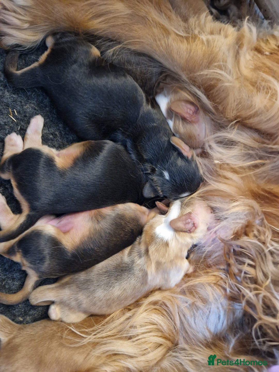 Cocker Spaniel dogs for sale: Applejacks Pedigree Show Cocker Spaniel Puppies - Image 7
