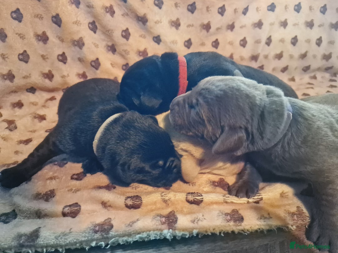 Labrador Retriever dogs for sale: Working Labrador puppies - Image 4