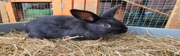 Mixed Breed rabbits for sale: Beautiful Rabbits - READY TO RESERVE - Advert 2
