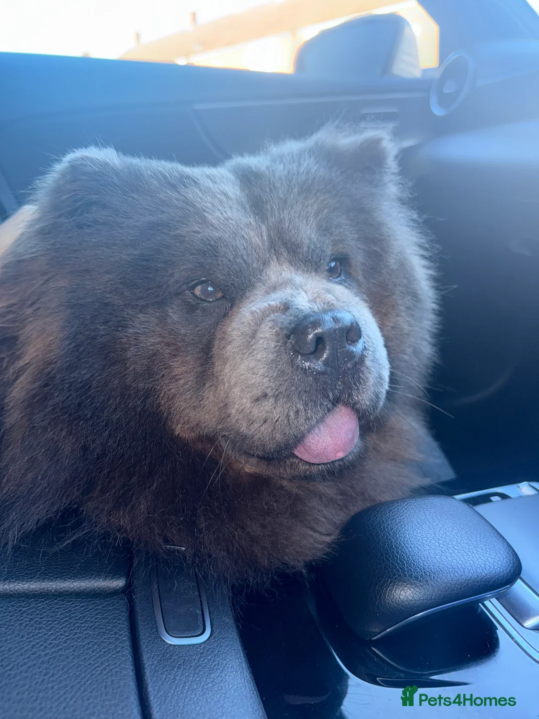 Chow Chow dogs for sale: Female chow chow  - Advert 2